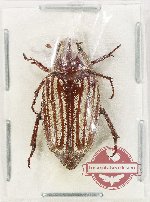 Engertia sp. 3 (A-)