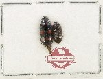Scientific lot no. 248 Nitidulidae (2 pcs)