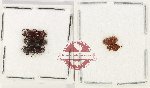 Scientific lot no. 246 Nitidulidae (5 pcs)
