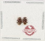 Scientific lot no. 122 Endomychidae (2 pcs)