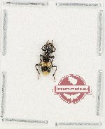 Cleridae sp. 58