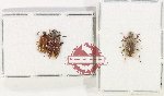 Scientific lot no. 36 Lagriidae (3 pcs)