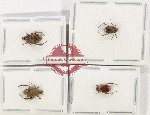 Scientific lot no. 108 Hopliinae (4 pcs - 2 pcs A2)