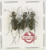 Scientific lot no. 94 Cicindelidae (3 pcs A2)