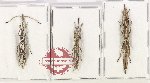 Scientific lot no. 185 Brenthidae (3 pcs A-, A2)