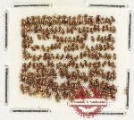 Scientific lot no. 271 Dytiscidae (ca 180 pcs)