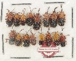 Scientific lot no. 757 Chrysomelidae (Hispini spp.) (16 pcs)