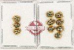 Cassida catenata (10 pcs)