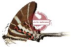 Graphium aristeus (2 pcs)