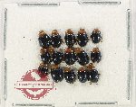 Scientific lot no. 754 Chrysomelidae (15 pcs)