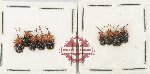 Scientific lot no. 769 Chrysomelidae (9 pcs)
