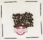 Hydrophilidae Scientific lot no. 447 (55 pcs)