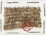 Hydrophilidae Scientific lot no. 436 (160 pcs)