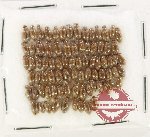 Hydrophilidae Scientific lot no. 432 (80 pcs)