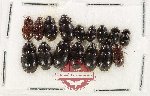 Hydrophilidae Scientific lot no. 443 (16 pcs)