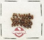 Hydrophilidae Scientific lot no. 446 (23 pcs)