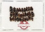 Hydrophilidae Scientific lot no. 425 (30 pcs)