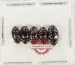 Chelonaridae Scientific lot no. 19 (5 pcs)