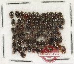 Lymnichidae Scientific lot no. 16 (70 pcs)