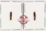 Scientific lot no. 62 Formicidae (2 pcs)