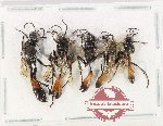Scientific lot no. 631 Hymenoptera (5 pcs)