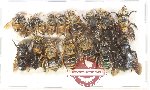 Scientific lot no. 620 Hymenoptera (16 pcs)