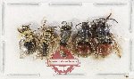 Scientific lot no. 635 Hymenoptera (5 pcs)