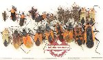 Scientific lot no. 1567 Heteroptera (20 pcs A, A-, A2)