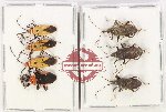 Scientific lot no. 1572 Heteroptera (7 pcs)