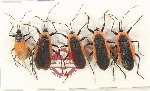 Scientific lot no. 1575 Heteroptera (5 pcs A-)