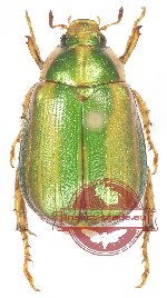 Mimela vitaticollis