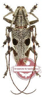 Triammatus chevrolati (5 pairs)