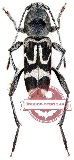 Perissus laetus