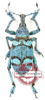 Eupholus porioni (A-)