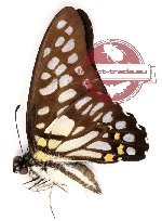 Graphium chironides chironides Honrath, 1884