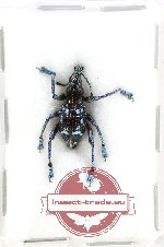Eupholus amaliae (AA-)