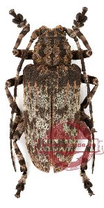 Moechotypa marmorea