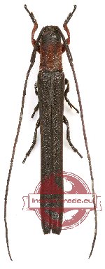 Ectinogramma isosceloides (A-)