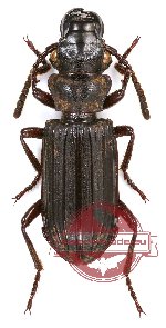 Pseudozaena sp. 4 (5 pcs)
