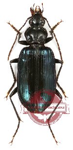 Carabidae sp. 36 (10 pcs)