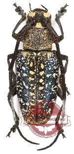 Peribasis pubicollis (10 pcs)
