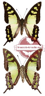 Graphium cloanthus sumatranum (A-)