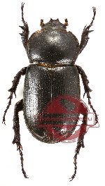 Eophileurus javanicus