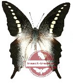 Graphium codrus ssp. codrus (20 pcs)