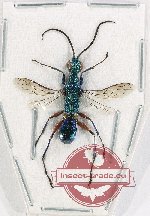Ampulex sp. 3 (A-)