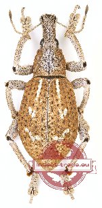 Rhinoscapha sp. 14 (10 pcs)