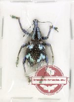 Rhinoscapha vibrans (A-)