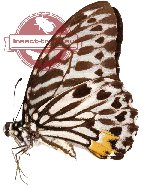 Graphium delesserti ssp. (A-)