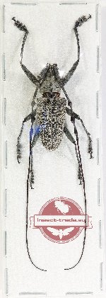 Triammatus saundersi
