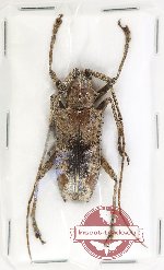 Potemnemus sp. 12